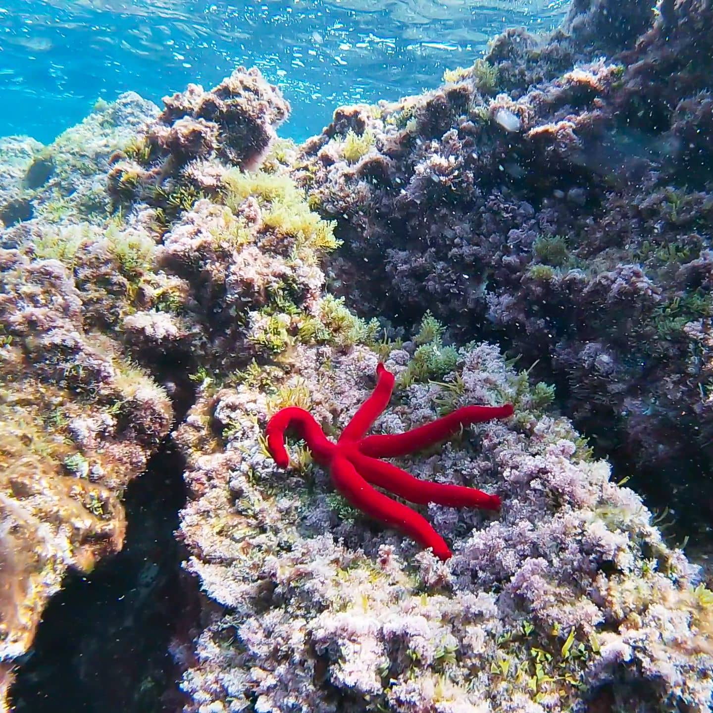Winter snorkelling in Ibiza offers a beautiful mediterranean red star