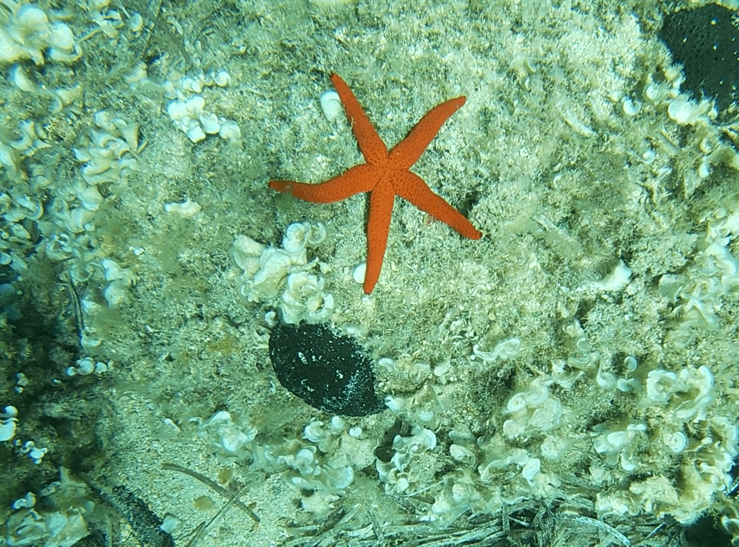 Mediterranean red sea star