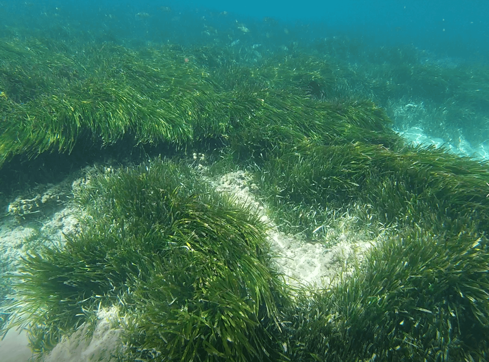 Posidonia oceanica as pictured by Meet the sea during our guided snorkelling tour near Torre d'en Rovira in the bay of Sant Antoni de Portmany, Ibiza